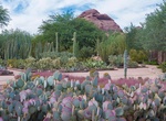 Visit Desert Botanical Garden, Phoenix, Arizona