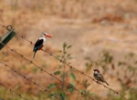 Birding at Pico da Antónia, Santiago, Cape Verde