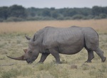 Explore Khama Rhino Sanctuary, Botswana