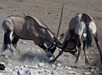 Explore Gemsbok National Park (Kgalagadi Transfrontier Park), Botswana