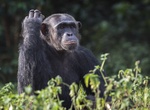 Visit Ngamba Island Chimpanzee Sanctuary, Uganda