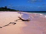 See Pink Sand Beaches on Harbour Island, Bahamas