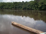 Explore Dja Faunal Reserve, Cameroon (UNESCO site)