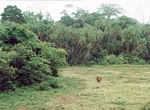 Explore Lake Lobéké National Park, Cameroon (UNESCO site)