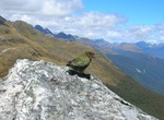 Hike to Conical Hill (Routeburn Track), New Zealand