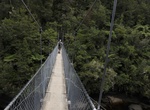 Cross Falls River Swing Bridge (Abel Tasman Coast Track), New Zealand