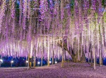 Visit Ashikaga Flower Park, Tochigi Prefecture, Japan