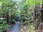 Hike Okura Bush Walkway, New Zealand