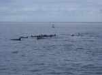 See Dolphins in Bahia de Tamarin, Mauritius