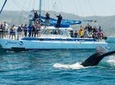 Dana Point Whale Watching and Dolphin Watching Eco-Safari