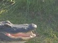 Full-Day Everglades Naturalist-Led Adventure: Cruise, Hike, and Airboat