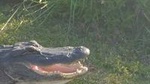 Full-Day Everglades Naturalist-Led Adventure: Cruise, Hike, and Airboat