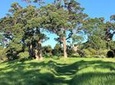 Waiheke Island Bush & Beach Walk