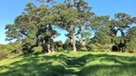 Waiheke Island Bush & Beach Walk