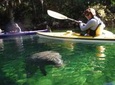 Orlando Manatee Encounters