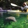 Orlando Manatee Encounters