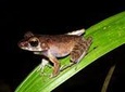 Night Frogs Tour at Kubah National Park