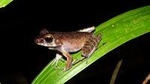 Night Frogs Tour at Kubah National Park