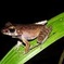 Night Frogs Tour at Kubah National Park