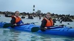 Pelican Point Kayaking Half-Day Tour