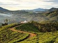 Hike to Single Tree Hill in Nuwara Eliya