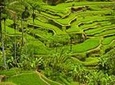 Private Tour: Half-Day Ubud and Tampak Siring Tour from Bali