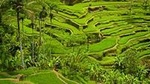 Private Tour: Half-Day Ubud and Tampak Siring Tour from Bali