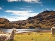 Cajas National Park Hiking Tour through Cloud Forest and Moorlands 
