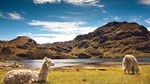 Cajas National Park Hiking Tour through Cloud Forest and Moorlands 