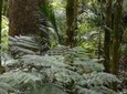 5.5-Hour Bay of Islands Small Group Shore Excursion Including Glow Worm Caves!