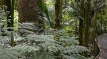5.5-Hour Bay of Islands Small Group Shore Excursion Including Glow Worm Caves!
