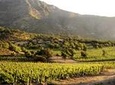 Small-Group Maipo Vineyards Full-Day Experience with Optional Lunch