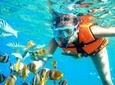 Coral Reef Snorkeling with lunch and roundtrip transportation in Puerto Morelos