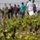 Tour of a Vineyard, Winery & Cellar with Wine Tasting in Vouvray, Loire Valley