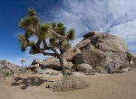 Visit Cap Rock Picnic Area, Joshua Tree National Park