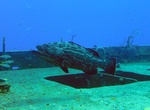 Dive The Austin Smith Wreck, Exuma Cays, Bahamas
