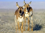 See Berrendo Pronghorn, Baja California Sur