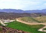 Wine Taste at M.D. Vinos, Valle de la Grulla Ejido, Baja California