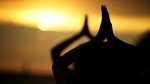 Beach and Sunset Yoga on Waikiki Oceanfront with Diamondhead Backdrop
