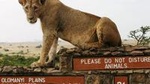 Nairobi National Park, Giraffe Center and Elephant Orphanage Day Tour from Nairobi