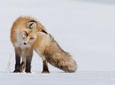 Half-Day Grand Teton Wildlife Private Safari Tour