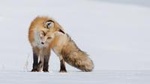 Half-Day Grand Teton Wildlife Private Safari Tour
