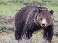 Half-Day Grand Teton Wildlife Safari Private Tour