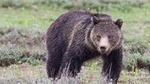 Half-Day Grand Teton Wildlife Safari Private Tour