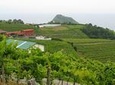 Getaria and Zarautz Txakoli Wine Tour from San Sebastian with Tastings