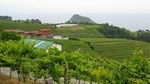 Getaria and Zarautz Txakoli Wine Tour from San Sebastian with Tastings