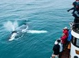 Whale Watching Tour on board a Traditional Oak Ship from Hjalteyri