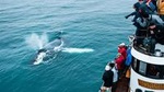 Whale Watching Tour on board a Traditional Oak Ship from Hjalteyri