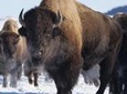 Best of Jackson Hole Wildlife Safari Tour