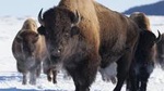 Best of Jackson Hole Wildlife Safari Tour